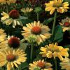 Echinacea Aloha I